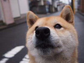 摧残蹂躏校花惨叫小说h文