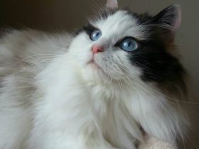 ro仙境传说,ro仙境传说雷尼的任务