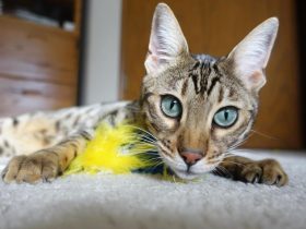 zoom与牛,zoomnikkor