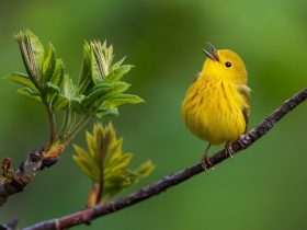 老九门番外,老九门番外