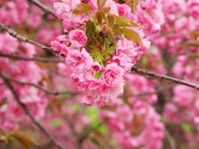 把内裤勒到屁缝羞耻打屁股作文,体罚学校