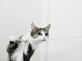 北京电视台,北京电视台台长