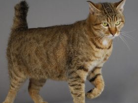 3d定制女仆2,3D定制女仆2汉化版游戏攻略