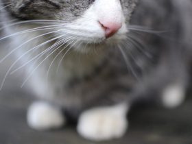 李宗125集全集苦瓜网