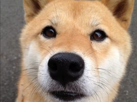 二次元免费强appvi,二次元app排行榜前十名