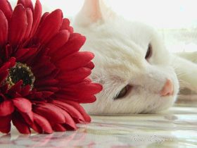 佳能500d,佳能500d单反相机入门教程