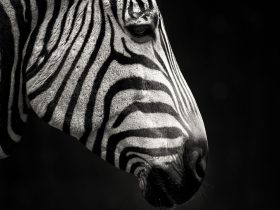 双性大胸产奶受h