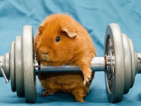 苏玥马强百文择578