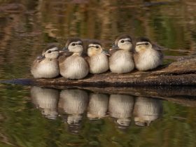 点心1v2林浅,点心小说南安林浅