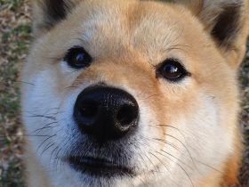 乱中年女人伦,小洁