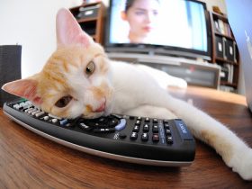 高辣肉御宅屋,高辣书包御笔