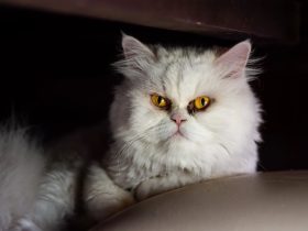 太平洋电脑城,太平洋电脑网自助装机