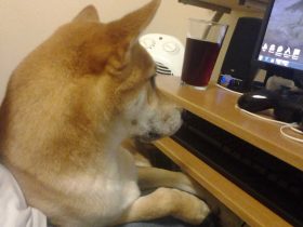 用jiojio给你打出来