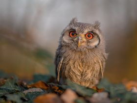深圳市人才服务中心,深圳市人才服务中心考务