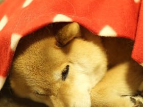 富士施乐打印机,富士施乐打印机官网