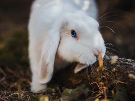 快穿之狠脔双男主h