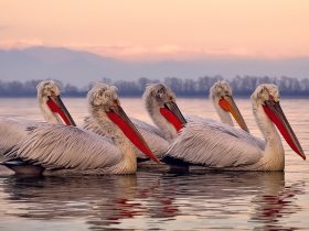 2012年春节联欢晚会,2012年春节联欢晚会主持词