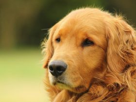 女式内襟睡衣开襟图片,女式内衣裁剪图