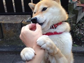 电磁除铁器,电磁除铁器生产厂家