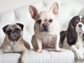 驾校情缘谢菲,驾校情缘谢菲老赵的结局