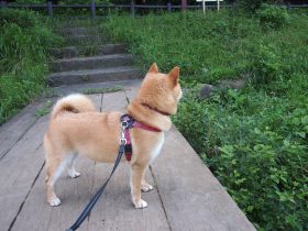 芦苇荡福林初尝云雨情后传,全家乱小说