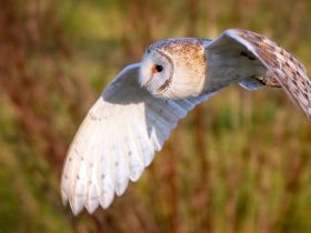 热砂的乐园,热砂的乐园