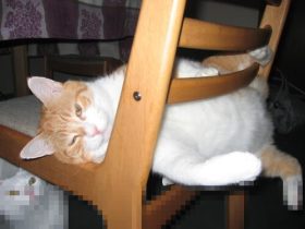 兰州老肥熟口味重,兰州旧大路肥肠面