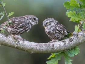 红领巾心向党,红领巾心向党歌谱