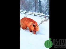 【热议】火狐狸造假者道歉?
