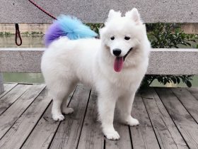 蓝洁瑛事件,蓝洁瑛事件