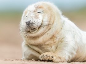 上海吸血鬼事件,中国最严重一次闹鬼