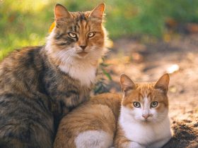 火车脱轨事件,周村火车脱轨事件