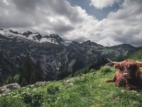 中兴事件,中兴为什么没有华为这么硬气