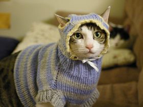 猪湾事件,猪湾事件背景