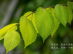 基因编辑婴儿事件,贺建奎基因编辑婴儿事件