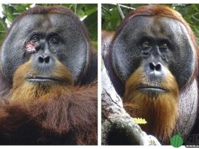 全球首例 | 红毛猩猩懂用草药治伤口,印尼科学家首发现