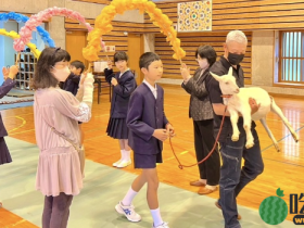 日本小学本届无新生特收“山羊”入读,校长亲切迎新:咩咩咩~