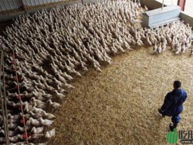 致死率极高，世卫专家对“人类染禽流感”忧心忡忡