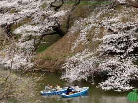 冷空气来袭,东京樱花期延后至……