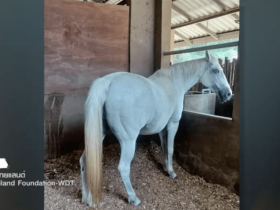 泰18岁美籍男被指性侵2母马致其怀孕,马主拍下恶心行径