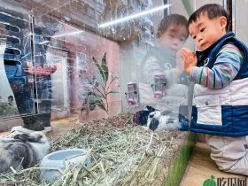 新宠兴“龙”,盲买盲养添新忧