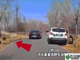 狼来了|女子野生动物园抱儿下车解手,后车急按喇叭警告