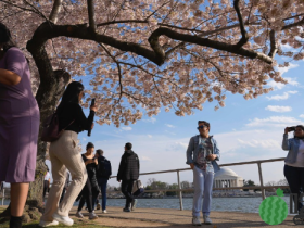 日本赠250棵樱花贺美国独立250周年,历史上赠美樱花多灾多难