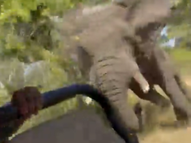 赞比亚大象狂追掀翻观光越野车,美国80岁妇重伤亡