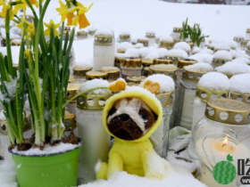 芬兰致1死2伤枪击案内情曝光，12岁枪手称遭欺凌犯案