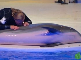 瑞典40岁老海豚猝死,原来动物园做错1事致鲠死