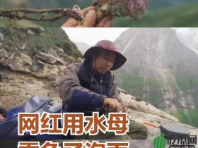 又一网红顶风作案！采摘珍稀植物-水母雪兔子