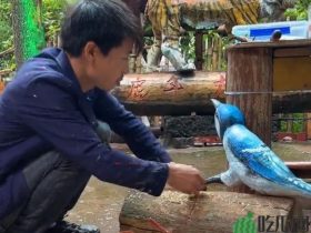 网红“帅农鸟哥”半年吸粉400多万