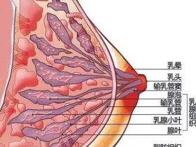 女生的胸部这可不兴乱揉