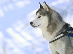 花与爱丽丝杀人事件,花与爱丽丝解析